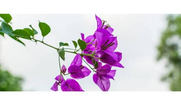USD 75,  Growing Bougainvillea In South Florida — Full Guide photo 1