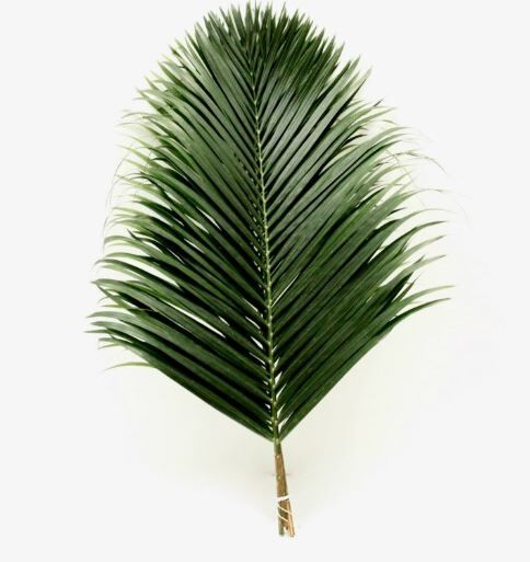 Buy Fresh Palm Leaves For Churches And Events photo 1