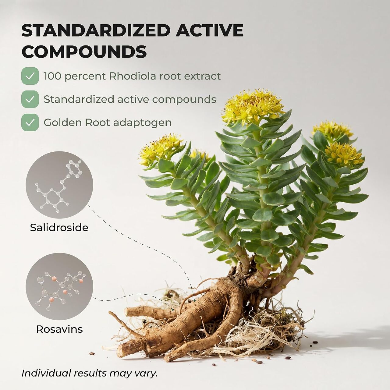 Salvora Rhodiola Rosea Supplement – Golden Root Adaptogen Capsules - Rhodiola Rosea Extrac photo 5