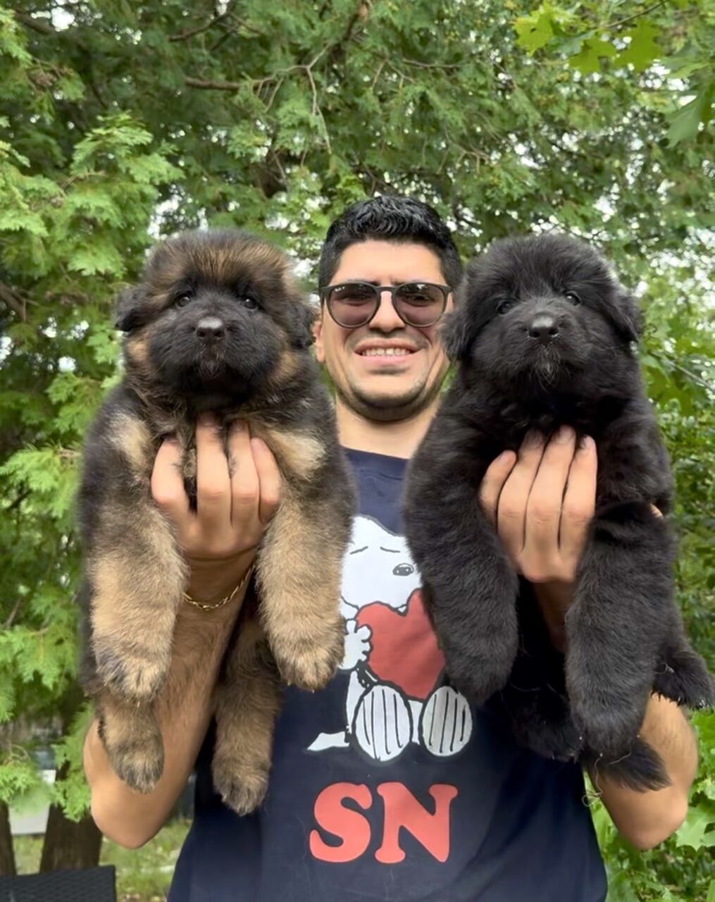 Find German Shepherd Dog Puppies For Your Family photo 1