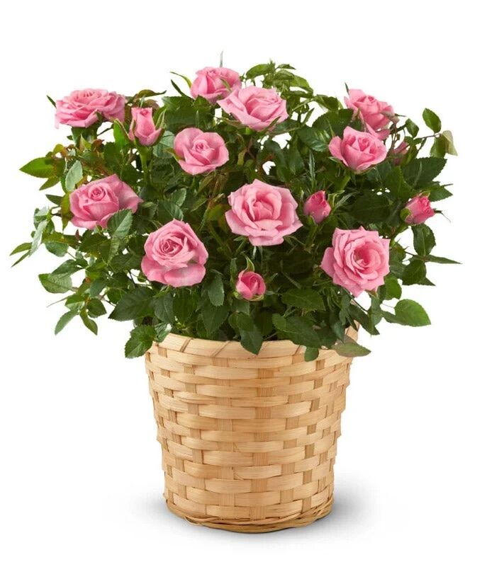 Flowers Carnations Delivery | Gifts And Petals Floral Charm photo 1