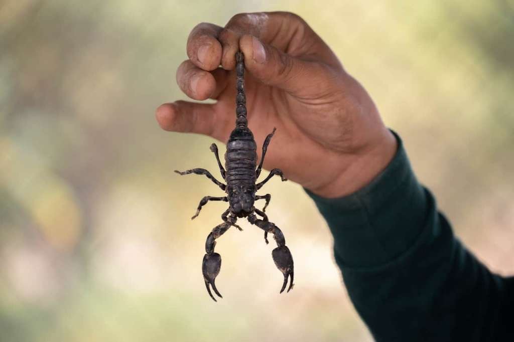 Scorpion Pest Control - Arizona Termite & Pest Solutions photo 1