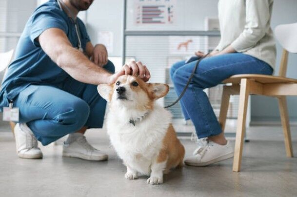 Trusted Pet Care Veterinarians For Dogs And Cats