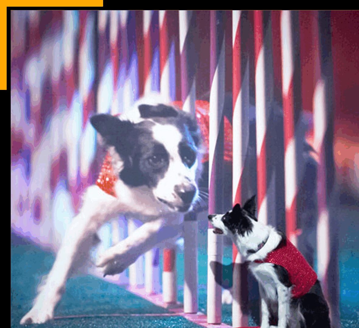 Unforgettable Dog Shows For Public Events