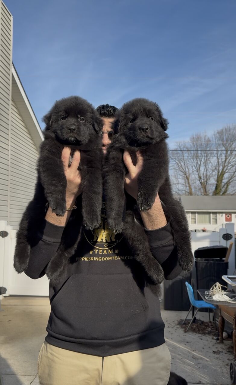 Find Black German Shepherd Puppies For Your Family photo 1