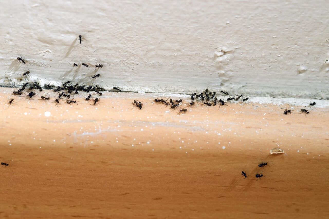 Ridgeline Pest Control Columbia photo 4